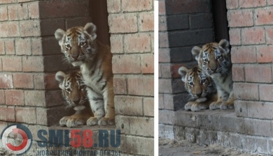 Пензенский зоопарк приглашает посмотреть на трехмесячных тигрят