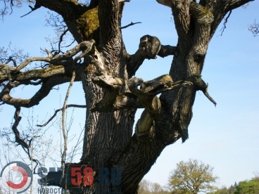В Никольске труп собаки повесили на дереве