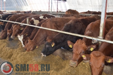 В Пензенской области за год увеличили производство мяса на 23,4%