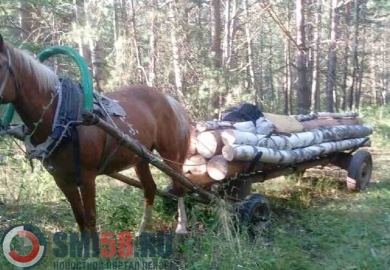 В Кузнецком районе остановили лошадь с незаконно срубленными деревьями