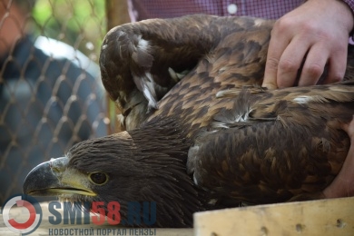 В Сердобском районе спасли птенца орлана-белохвоста