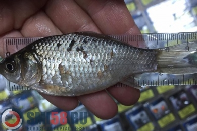В Пензенской области 33 человека заразились паразитами от речной рыбы
