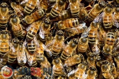 Пензенского пасечника заставили пересчитать пчел и составить на них паспорт