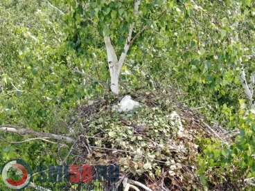 В Мокшанском районе нашли гнездо орла-могильника