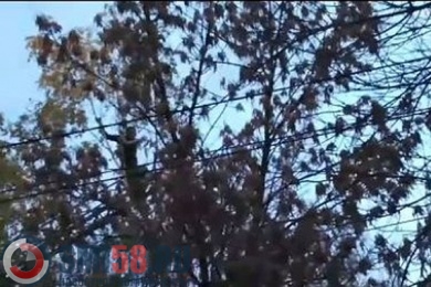 Спасатели в Пензе едва уговорили мужчину спуститься с дерева и не спрыгивать