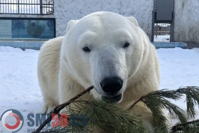 В зоопарке Пензы белому медведю подарили елку