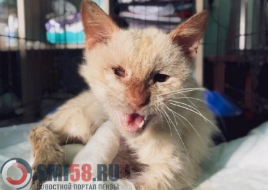 Пензенские волонтеры спасают котика с сожженными лапками