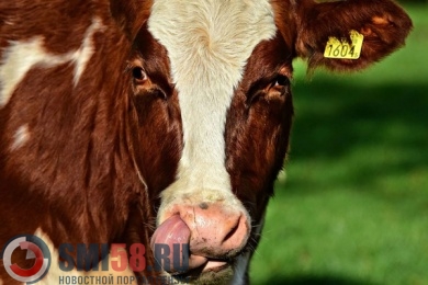 Пензенские коровы дают более чем по 20 кг молока в день