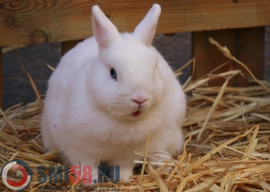 В Пензенской области будут выращивать кроликов на мясо