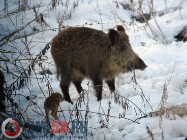 Соцсети: в Кузнецком районе браконьеры застрелили двух беременных кабаних