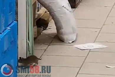 Пензенец опубликовал видео с гуляющими по магазину крысами