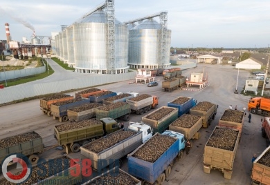 Пензенские аграрии собрали почти 2000 тонн сахарной свеклы