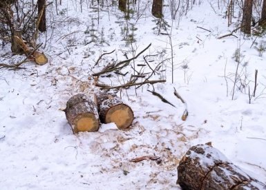 В Мокшанском районе поймали срубившего сосну браконьера