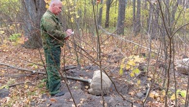 В Лунинском районе незаконно выкопали лип на 175 тыс. рублей