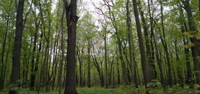 В пятницу в Пензенской области обещают пасмурную, но сухую погоду