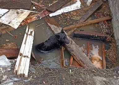 В Пензе домашнюю собаку спасли из полуразрушенного погреба с водой