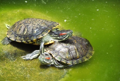 В Пензе были замечены краснокнижные черепахи
