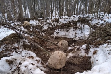 Пензенцы незаконно выкопали лип на 400 тысяч рублей
