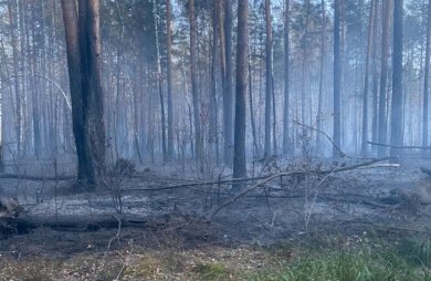 В Сосновоборском районе сгорел лес