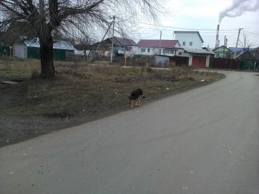 В Бековском введен карантин по бешенству