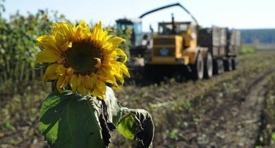 В Пензенской области началась уборка подсолнечника и сои