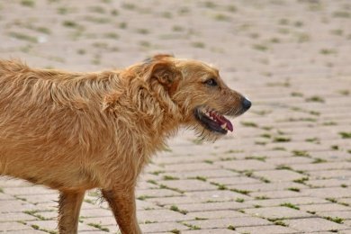 Администрация Заречного заплатит 30 тыс. рублей укушенному бездомной собакой ребенку