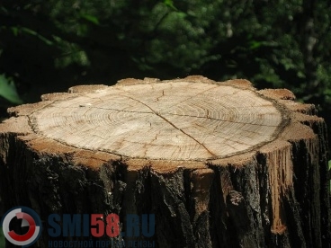 В Сердобском районе вырубили деревьев на 33 млн рублей