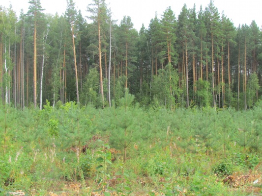 В Колышлейском районе срубили деревьев на 3,5 млн рублей