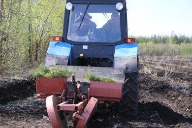 В Пензенской области начались лесовосстановительные работы
