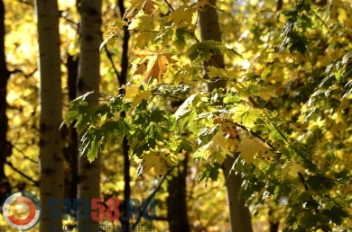 В Пензенской области вновь запретили посещать леса из-за пожаров