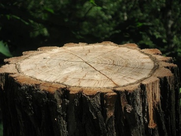 В Каменском районе черные лесорубы уничтожили деревья на полмиллиона рублей