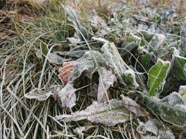 Пензенцев предупреждают о заморозках в ночь на понедельник