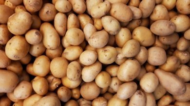 В Пензенской области картофелем засадят 2 011 га земель