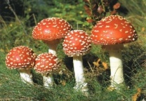 Как не отравиться в грибной сезон?