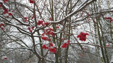 В понедельник в Пензе и области ожидается небольшой снег