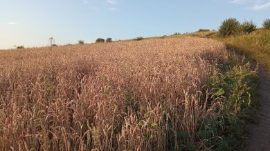 В среду в Пензенской области сохранится дневная жара