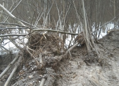 В Пензе браконьеры уничтожили березы, липы и осины на 130 тыс. рублей