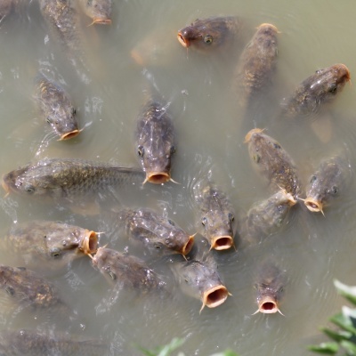 В Пензе возбуждено уголовное дело по факту гибели рыбы в Старой Суре