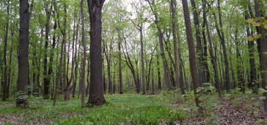 В Пензе еще одну территорию признали памятником природы регионального значения