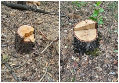 В Камешкирском районе возбуждено уголовное дело о рубке леса в крупном размере