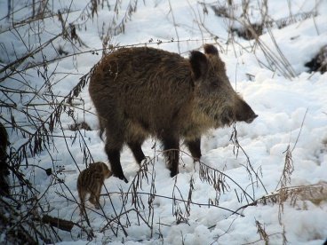 В Пензенской области завершен сезон охоты на кабана и пушных животных