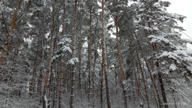 МЧС обещает спокойный и морозный понедельник в Пензенской области