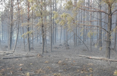В Пензенской области число лесных пожаров выросло до пяти