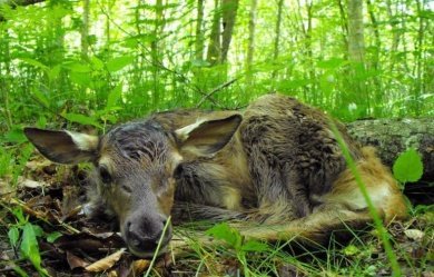 В ДТП с лосем в Никольском районе пострадали два человека