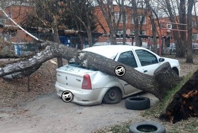 На улице Ульяновской в Пензе дерево упало на припаркованный автомобиль