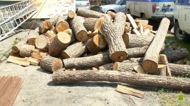 Житель Бековского района подозревается на уничтожении 74 деревьев на 7 млн рублей