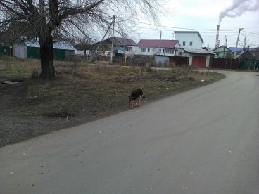 В Кузнецке введен карантин из-за случая бешенства