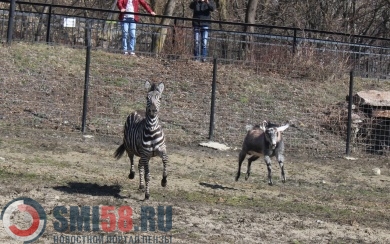 В пензенском зоопарке новую зебру вывели на первую прогулку