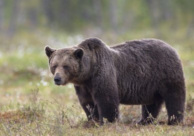 Жителей Пензенской области предупредили о выходе из спячки бурого медведя