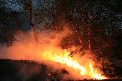 В Пензенской области число лесных пожаров возросло до четырех